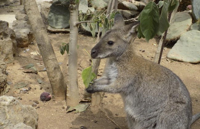 Entrada para el zoo de Lagos - Foto 1
