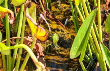 Villa Can Tomeu - Foto 30