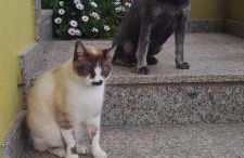 Corazón do Val da Louriña-Área Vigo - Foto 38