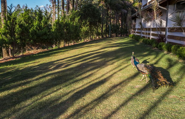 Guarany Eco Resort - Foto 43