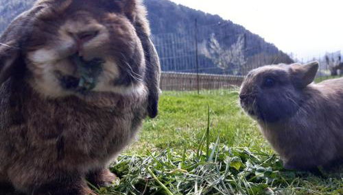 Ferienhof Ammann - Foto 4