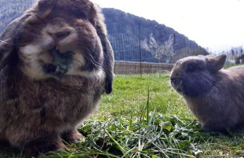 Ferienhof Ammann - Foto 4