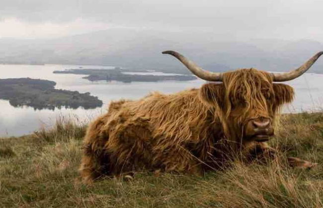 a Fairytale Thatched Highland Cottage - Foto 31