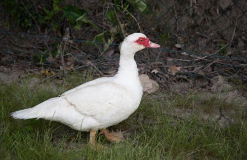 Agriturismo Il Borgo - Foto 20