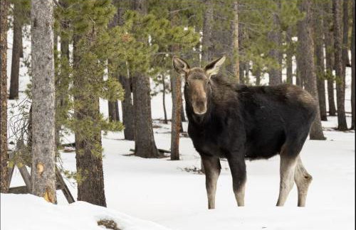 Million Dollar Castle Walk to downtown Glenwood and HotSprings - Foto 6