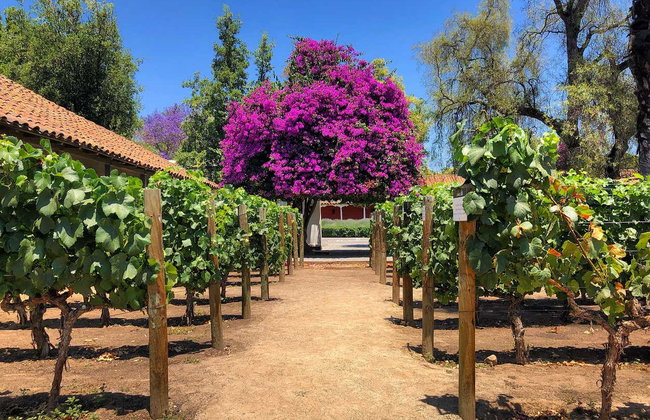 Visita a las bodegas de Santa Rita - Foto 3