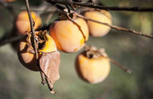 Azienda Agrituristica Alcastlè - Foto 58