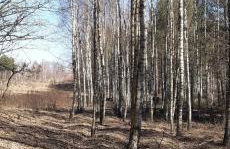 sosnowelowe - Foto 42