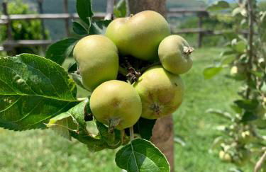 Agriturismo La Terrazza su Farfa - Foto 30