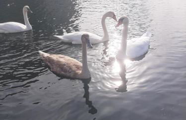 Christmas lights accommodation Vigo - Foto 20