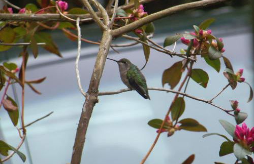 Robinson's Cottages - Foto 19