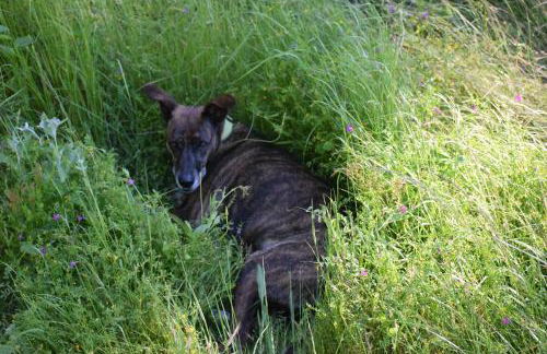 Finca Casa Madera 1 - Foto 63