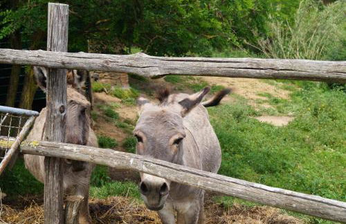 Agriturismo Bonzalone - Foto 60