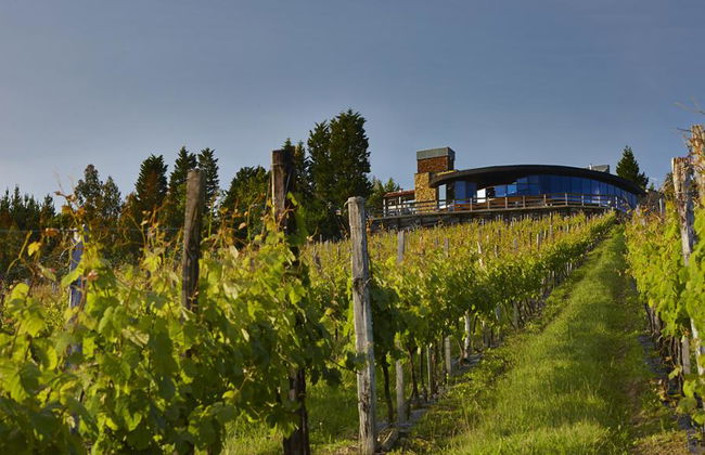 Tour del vino Txacoli con visita al Museo Txakoli e degustazione - Foto 2