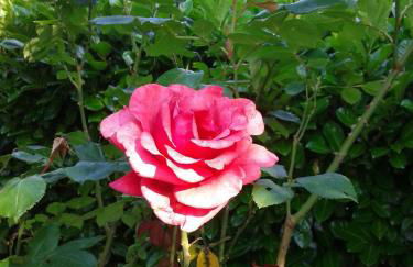 Tuscany Holiday Home - Foto 23