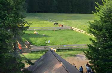 Das Falken Nest - Foto 57