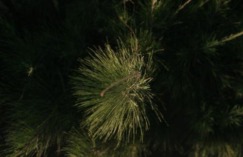 Breezy Sport House Chalé Ravenala - Photo 8