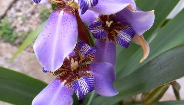 Itaúna saquarema beach house - Foto 2