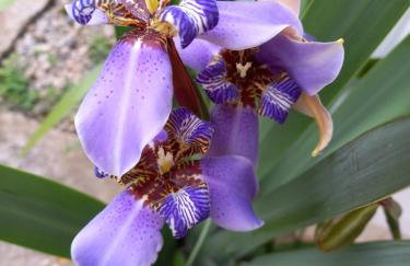 Itaúna saquarema beach house - Foto 2