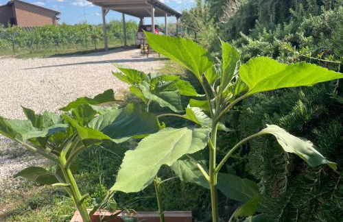 Casa RODA - Photo 23