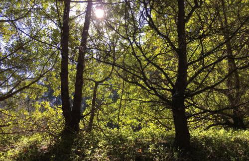 Dúplex de invitados en medio del bosque - Foto 27