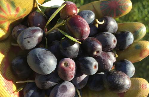 Agriturismo Tenuta La Fratta - Foto 73