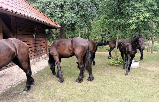 Large Holiday Home for Nature Lovers - Photo 22