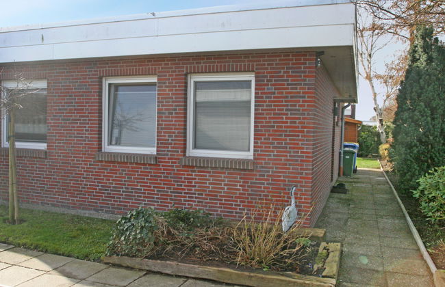 Kegelrobbe - Foto 44