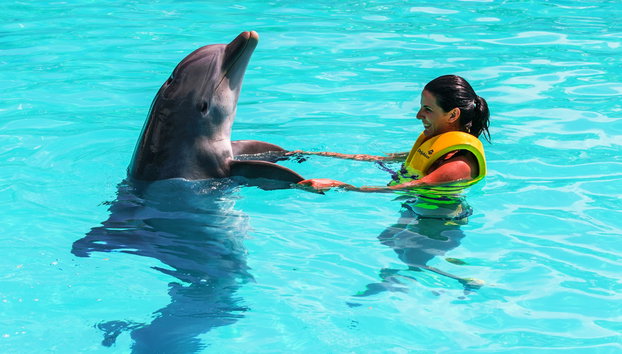 Swim with Dolphins in the Delphinus Interactive Aquarium - Photo 4