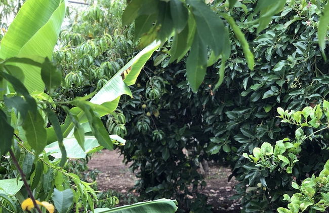 Los Viejitos en Firgas - Foto 72