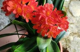 Rectoral de Prado - Foto 35