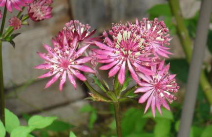 Ferienwohnung Haßmüller - Foto 20