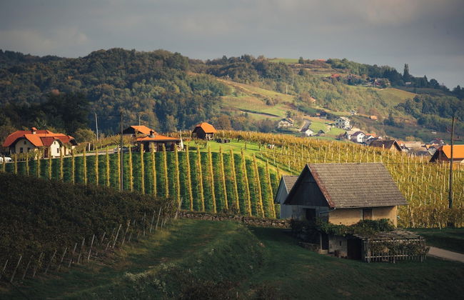 Vineyard Cottage Sunny Hill - Foto 24