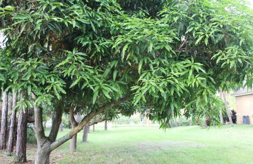 Royal Palms Villa, Pool, Spa, Private Gate, 1,5 acre - Foto 20