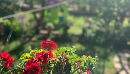 Apartman Dalija - Photo 3