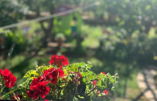 Apartman Dalija - Foto 3