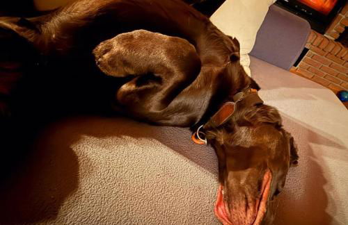 Eifel Urlaub mit Hunden Ferienhaus Schwalbennest Schalkenmehren - Foto 34