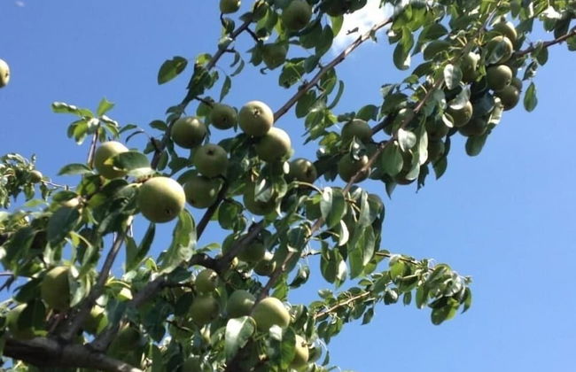 Quinta da Pereira - Foto 17