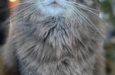 Morthana Shepherd Hut - Foto 11