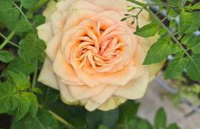 E s s e n t i a l Pompei - Foto 43