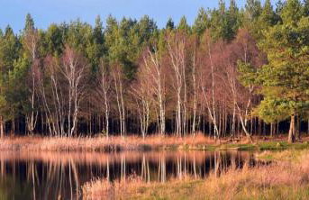 Ptasi Dom — Saunowisko w Kępie - Foto 31