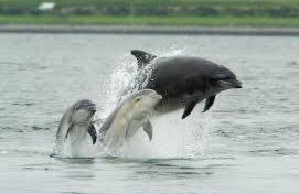 Ard Garraidh - Photo 21