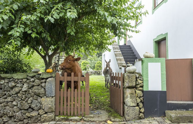 Quinta do Martelo - Photo 43