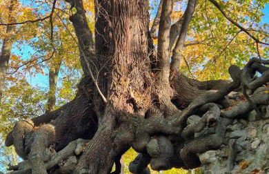 SanMar 1 Ferien und Wohnpark Residenz - Foto 52