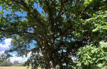 TOP-Ferienwohnung bei Berlin, bis 3 Gäste, Terrasse und Garten - Foto 31