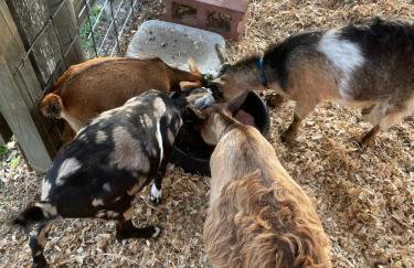 Adorable private 1-bedroom studio on mini-farm. - Foto 10