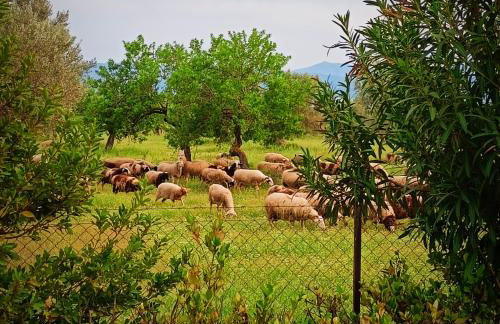 Farmhouse with pool minutes from beach - Photo 3