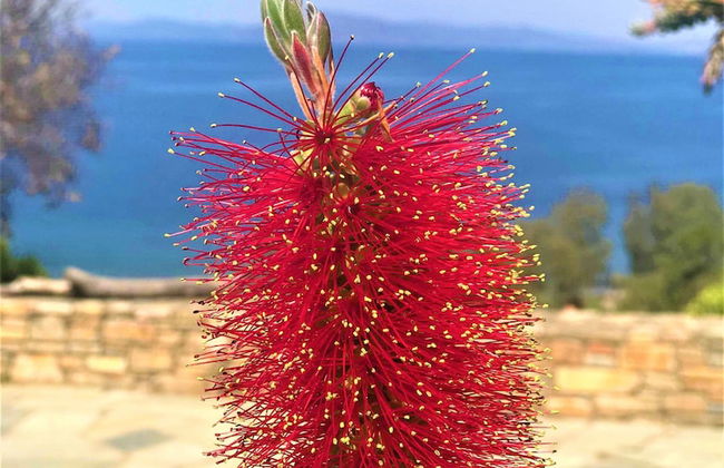 Traditional Luxury House Kedavros - Photo 16