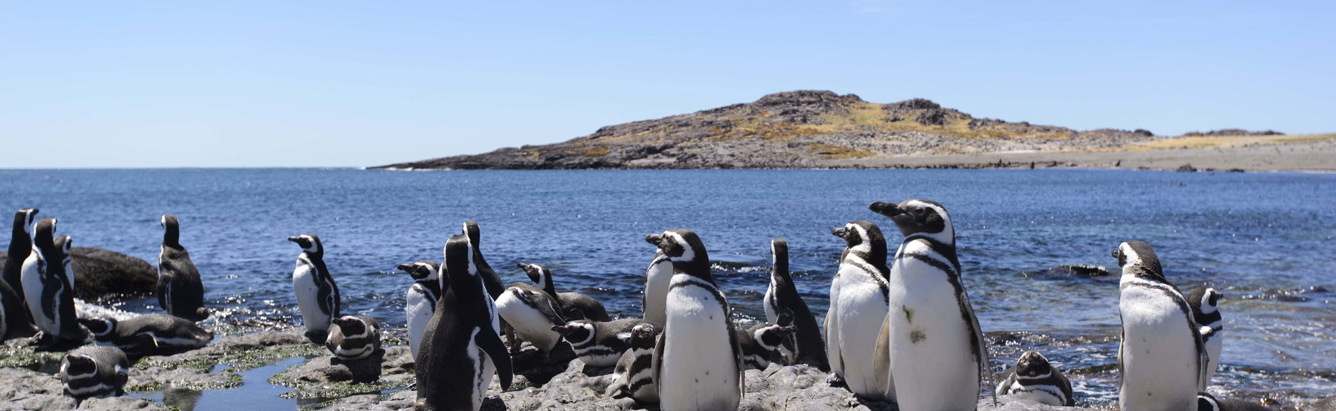 Avistamento de pinguins em Punta Tombo e Isla Escondida