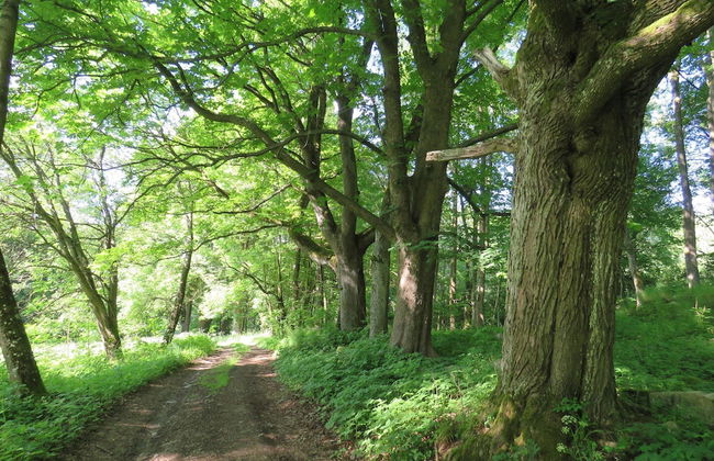 Milire Garden Family Home - Foto 36